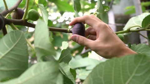 Man's hand picks a ripe fig fruit from a tree. Garden of Eden. Ficus carica. Purple fresh fig fruit
