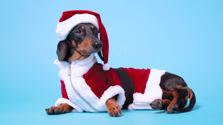 dachshund santa costume