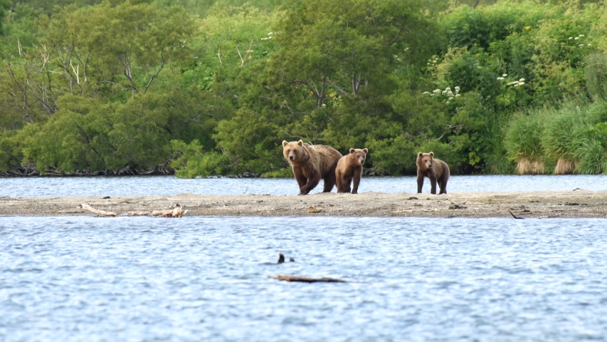 Near bear. The Kids of Bears nearby the River.