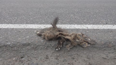 This European polecat (Mustela putorius) was crushed on the night highway by a car