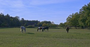 Horse, nature  and automn season, Auvergne, France.