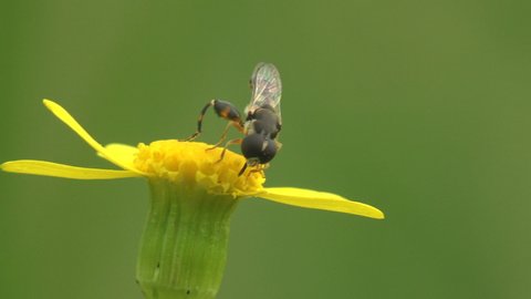 Hermetia illucens, black soldier fly, family Stratiomyidae collects nectar on yellow wildflower that staggers in summer wind. Macro view insect