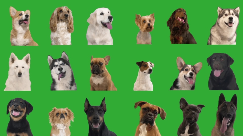 portraits of dogs on a green screen. collage Royalty-Free Stock Footage #1041525856