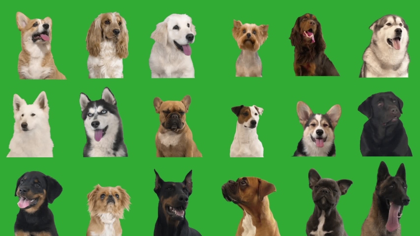 Portraits of dogs on a green screen. collage