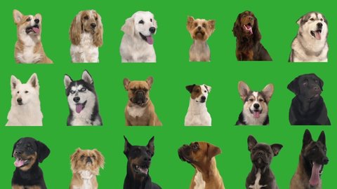 portraits of dogs on a green screen. collage