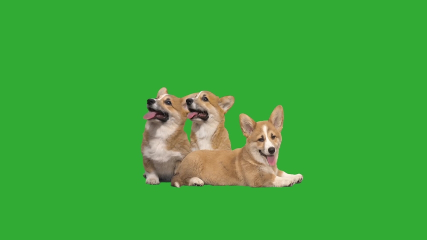 lovely welsh corgi puppies on a green screen