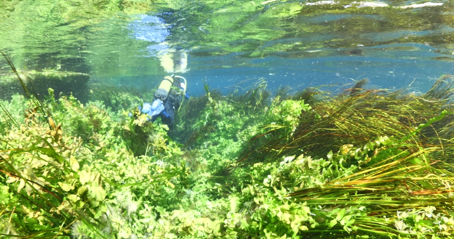 scuba diver underwater photographer in freshwater plants and vegetation exploring river and lake Royalty-Free Stock Footage #1041529444
