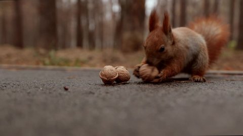 
Squirrel makes a choice between three walnuts.
Funny playful squirrel in the autumn in the forest eats a walnut. Feeding animals. 
Fluffy tail, cute animal, love for animals