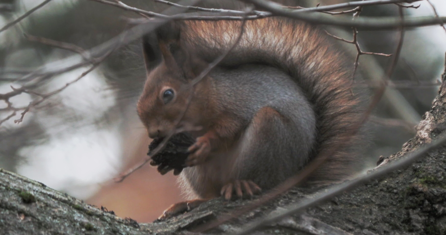 squirrel food petsmart