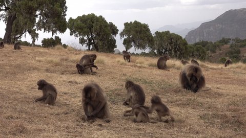 Baboons search for food, while baby monkeys play with each other, on grasslands in Simien mountains in Ethiopia, nature and wildife in Africa

