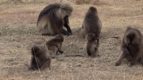 Slow motion of young monkeys playing with each other on high altitude mountain plateau in Simien national park in Ethiopia, nature and wildlife in Africa
