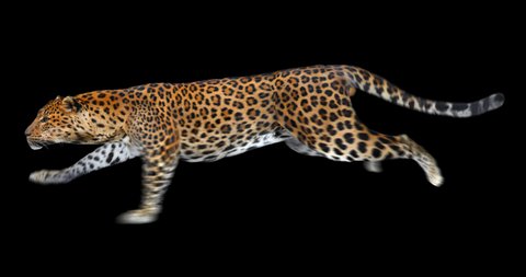 Leopard running. Panthera is isolated. You can use in real coloring, and as a silhouette. Alpha channel.