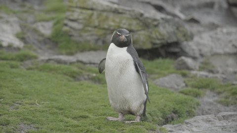 Rockhopper penguin on the Falklands Island with rain, green grass and rocky terrain