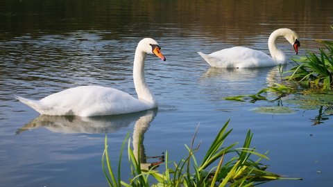 Two white swans in the lake.