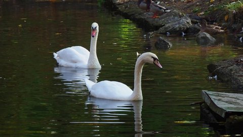 Two white swans on the water near lake shore