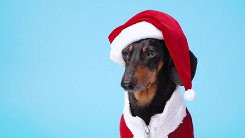 Cute little black and tan dachshund wearing funny Santa Claus costume sits on blue background and  turns its head from side to side. Copy space