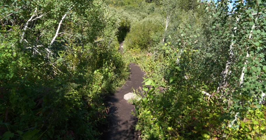 Dense foliage in the forest of Utah Valley trails toward the top of Mount Timapanogos