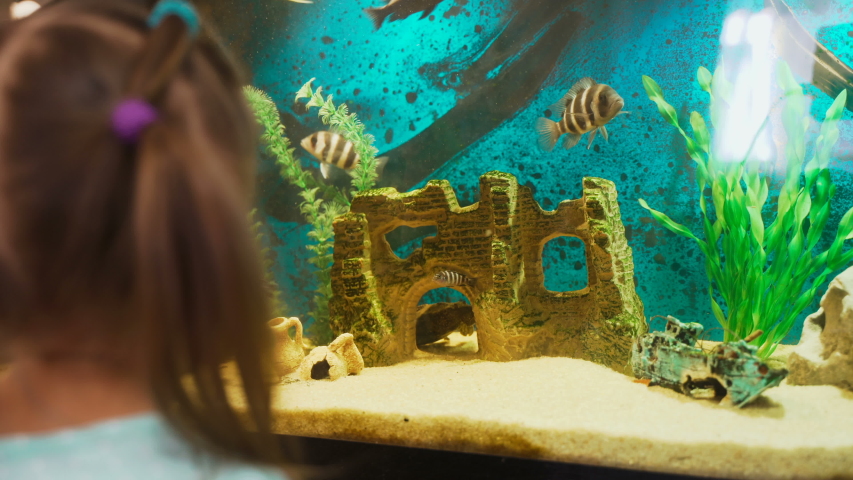 Little Girl Child At Home Looking At Fish
