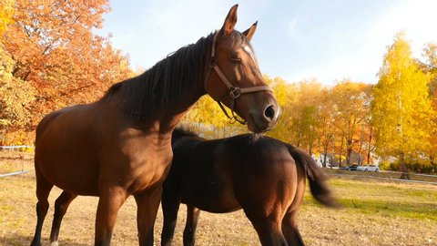 Two horses on a background of yellow trees. The bright rays of the sun. Slow motion