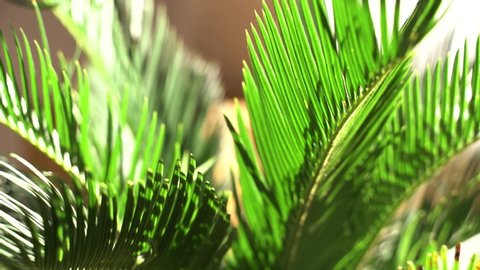 Cycas revoluta (sago palm, king sago, sago cycad, Japanese sago palm), is a species of gymnosperm in the family Cycadaceae, native to southern Japan , palm leaf details background with sunlight on it 