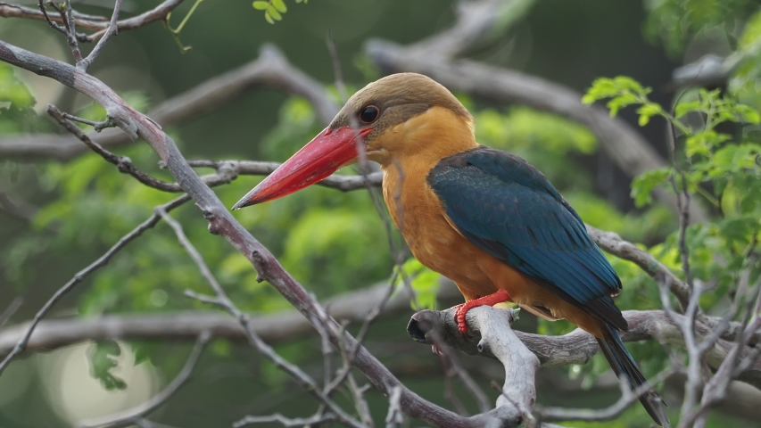 ruddy kingfisher halcyon coromanda dark brown Stock Footage Video (100% ...