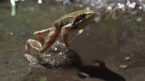 Common frog jumping out of the water