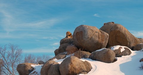 omaha / United States - 03 11 2019: Lions sunning themselves on a giant rock formation in winter at the Henry Doorly Zoo