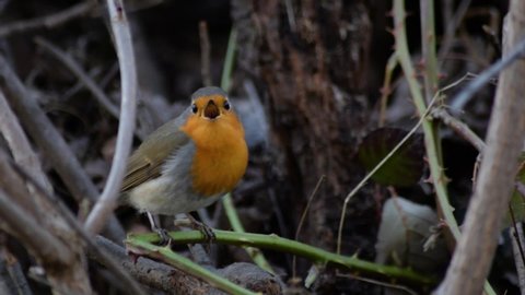 Robin bird sitting on branch and singing in spring season