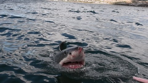 Great White Shark.  Shark attacks the bait, slow motion. Scientific name: Carcharodon carcharias. South Africa.