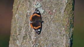 Red admiral butterfly on the tree trunk. Slow motion close up shot. Shallow depth of field.
