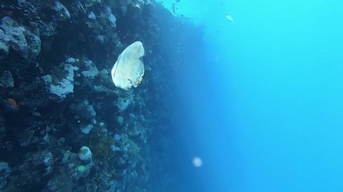 Napoleon wrasse (Cheilinus undulatus) swimming in the blue ocean. Underwater video from scuba diving with big fish in the sea. Marine wildlife in the ocean.
