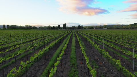 Drone moving over green vineyard against sky, plants at farmland during sunset - Napa Valley, California