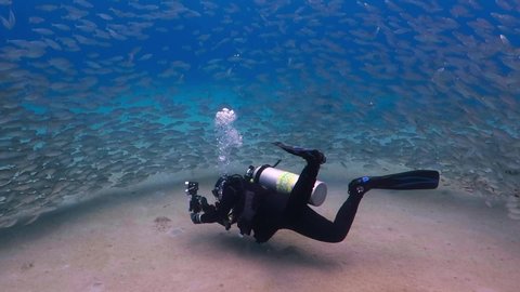 Curacao - May 11, 2019: Swimming school of fish and scuba diver videographer making video in fish vortex. Diving tourist and marine life. Tropical wildlife. Underwater video from scuba diving.