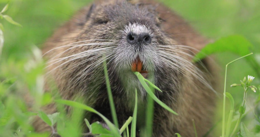 Rat eating food image - Free stock photo - Public Domain photo - CC0 Images