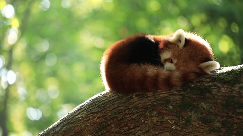A red panda sleeps on a tree in summer