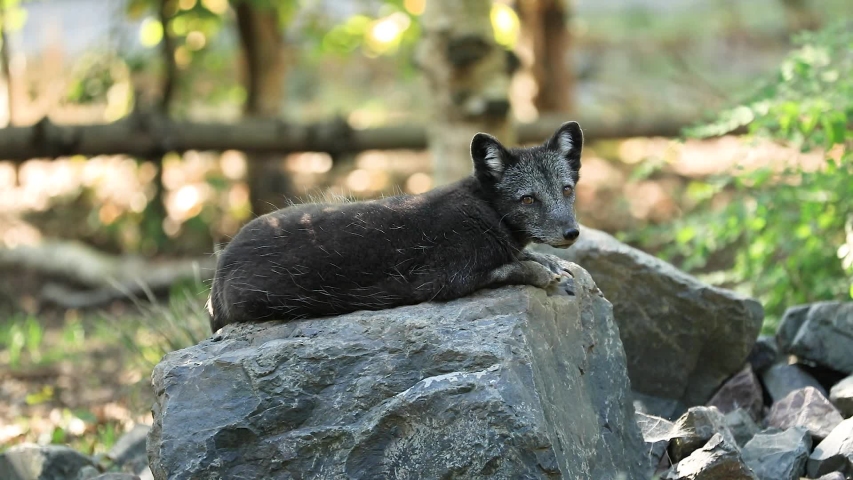 A polar fox sits on a rock in the summer Royalty-Free Stock Footage #1041608641