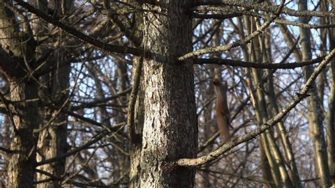 Red Squirrel or Eurasian Red Squirrel (Sciurus vulgaris) gracefully jumps from branch to branch, slow motion. Eight times slowed from 240 to 30 frames per second