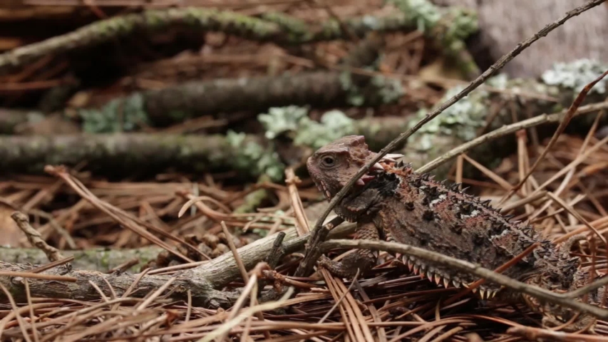 Mexican plateau horned lizard (Phrynosoma orbiculare)