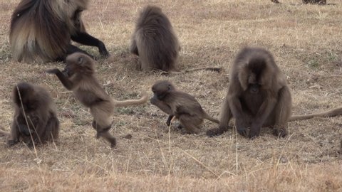 Slow motion of playful young baboon monkeys dancing and eating on grasslands of Simien national park in Ethiopia

