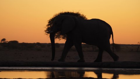 Big bull elephant, side view silhouette against deep orange sunset sky and tree silhouettes, walks behind waterhole, see reflection of legs in water. Small jackal walks past behind. 