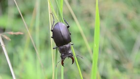 Male stag beetle with big horns, close up. Lucanus cervus. Beetle on green grass straw in mountain. Insect in nature. Black bug in the field at summer. 