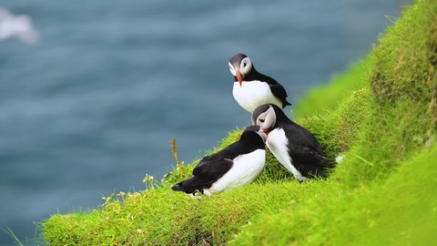 Famous faroese birds - puffins on the edge of grassy coast of Faroe island Mykines in Atlantic ocean. Faroe islands, Denmark. UHD 4k video