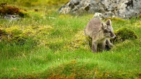 Two arctic fox kits fighting and tussling and running off into rocks.
Arctic Fox Kit Digs Hole In Grass
Arctic fox on the rocks from Norway Spitsbergen Norway Mountain.