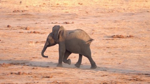 African Elephant Calf Walking fast close to Family
Funny video of African Elephant Calf Walking fast close to Family, Hwange National Park, Zimbabwe
