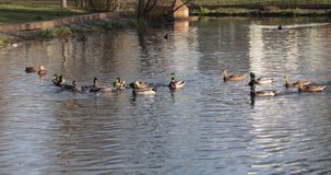 Dinamic video ducks on a city pond in autumn in sunny weather