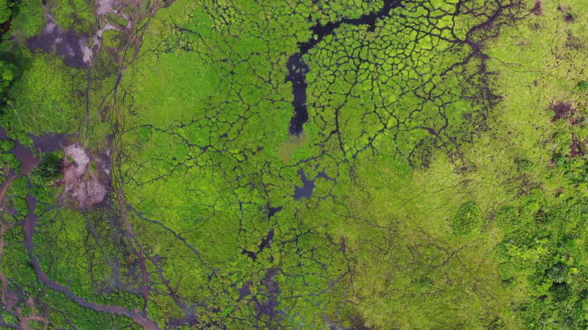 Aerial view of a Bai (saline, mineral lick) in the Congo rainforest. At such mineral clearings inside the jungle forest elephants, buffalos, gorillas gather to reap the benefits of the mineral salts Royalty-Free Stock Footage #1041666511