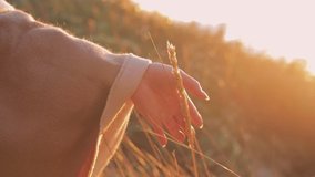 Female Hand Touching Grass. Close-Up At Sunset. Slow Motion at 60 Fps