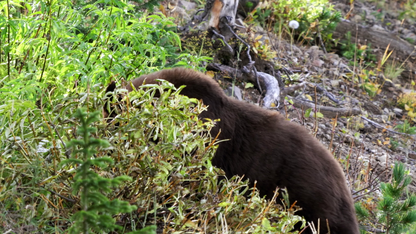 black bear behind a berry bush on mt washburn in yellowstone national park in wyoming