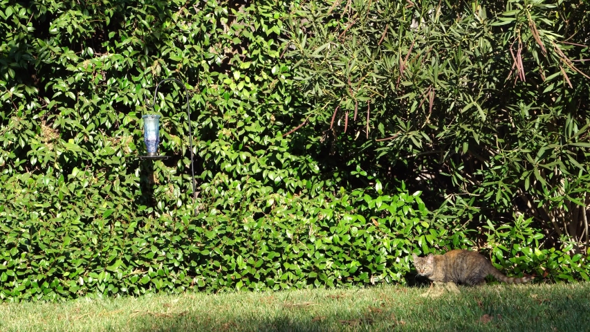 Domestic cat stalking birds at a bird feeder 