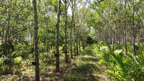 Planting many types of trees in beautiful rubber trees.